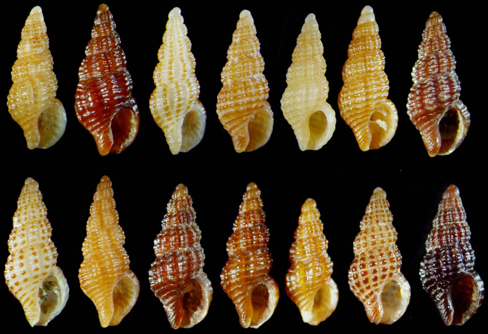 Famiglia Buccinidae: il genere Chauvetia